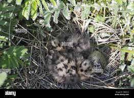 Attēlu rezultāti vaicājumam “Larus ridibundus eggs”