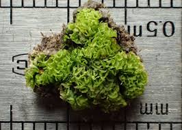 Attēlu rezultāti vaicājumam “Fossombronia wondraczekii sporophyte”