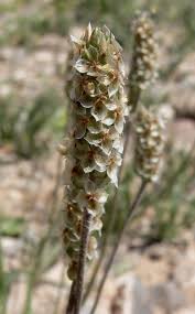 Attēlu rezultāti vaicājumam “Plantago uniflora flower”
