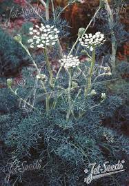 Attēlu rezultāti vaicājumam “Lycogala persicum sessile”