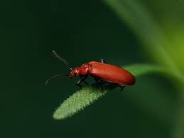 Attēlu rezultāti vaicājumam “Pyrochroidae”