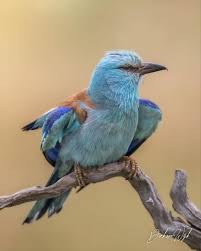 Attēlu rezultāti vaicājumam “Coracias garrulus adult”