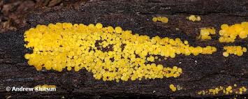 Attēlu rezultāti vaicājumam “Bisporella citrina”