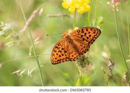 Attēlu rezultāti vaicājumam “Argynnis adippe male”