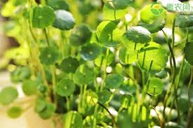 「香菇草」的圖片搜尋結果