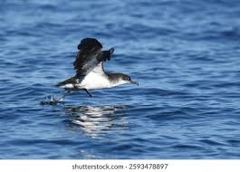 Image result for Puffinus puffinus