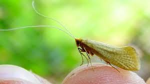 Attēlu rezultāti vaicājumam “Nematopogon sp.”