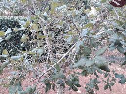 Attēlu rezultāti vaicājumam “Biscogniauxia granmoi”