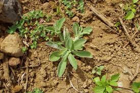 Attēlu rezultāti vaicājumam “Gnaphalium sylvaticum bud”