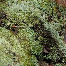 Attēlu rezultāti vaicājumam “Saelania glaucescens”