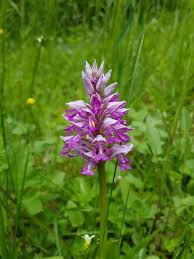 Attēlu rezultāti vaicājumam “Orchis militaris flower”