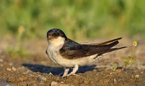 Attēlu rezultāti vaicājumam “Delichon urbicum nest”