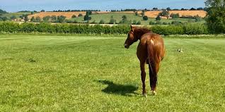 Image result for Lower Farm Stables