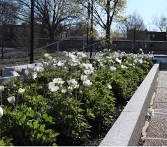 Attēlu rezultāti vaicājumam “Anemone sylvestris fruit”