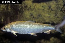 Image result for Coregonus oxyrinchus