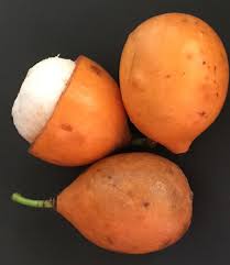 Attēlu rezultāti vaicājumam “Betula humilis fruit”