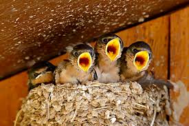 Attēlu rezultāti vaicājumam “Hirundo rustica nest”