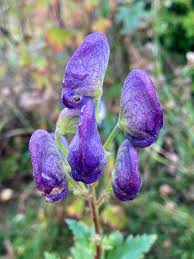 Attēlu rezultāti vaicājumam “Aconitum napellus bud”