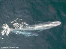 Image result for Balaenoptera musculus