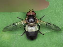 Attēlu rezultāti vaicājumam “Volucella pellucens”