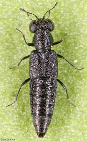 Attēlu rezultāti vaicājumam “Rhynchaenus lonicerae”