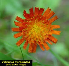 Attēlu rezultāti vaicājumam “Pilosella aurantiaca flower”