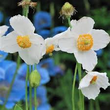 Image result for Meconopsis betonicifolia alba