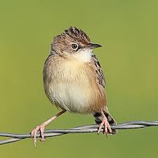 Image result for Cisticola juncidis