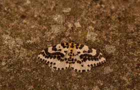 Attēlu rezultāti vaicājumam “Abraxas grossulariata imago”