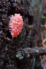 Attēlu rezultāti vaicājumam “Heterotrichia ferruginea (syn. Arcyria ferruginea)”