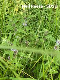 Attēlu rezultāti vaicājumam “Mentha arvensis flower”