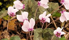 Attēlu rezultāti vaicājumam “Cyclamen hederifolium”
