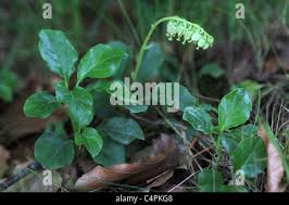 Attēlu rezultāti vaicājumam “Orthilia secunda bud”