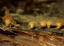 Attēlu rezultāti vaicājumam “Trichia ambigua spores”