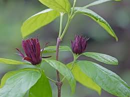 Attēlu rezultāti vaicājumam “Calycanthus floridus”