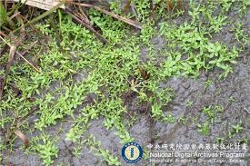 Attēlu rezultāti vaicājumam “Callitriche verna”