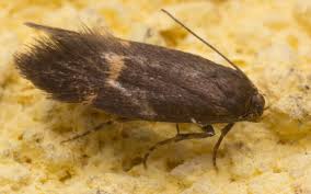 Attēlu rezultāti vaicājumam “Borkhausenia minutella”