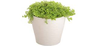 Attēlu rezultāti vaicājumam “moss”