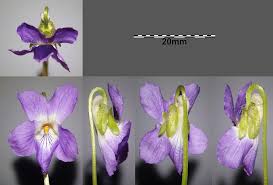 Attēlu rezultāti vaicājumam “Viola collina”