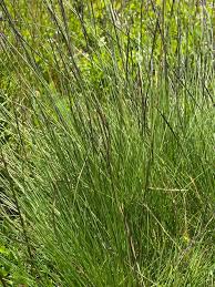 Attēlu rezultāti vaicājumam “Nardus stricta fruit”