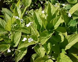 Attēlu rezultāti vaicājumam “Omphalodes verna leaf”