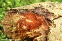 Attēlu rezultāti vaicājumam “Ceriporia purpurea”