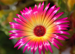 Image result for Mesembryanthemum criniflorum