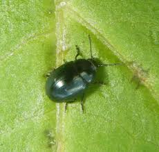 Attēlu rezultāti vaicājumam “Phaedon cochleariae”