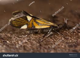 Attēlu rezultāti vaicājumam “Oecophoridae”