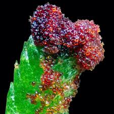 Attēlu rezultāti vaicājumam “Anastrophyllum minutum”