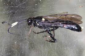 Attēlu rezultāti vaicājumam “Diphyus latebricola”