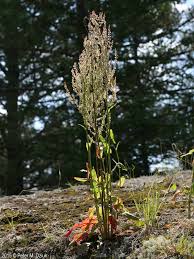 Attēlu rezultāti vaicājumam “Rumex acetosa”