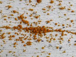 Attēlu rezultāti vaicājumam “Caloplaca scopularis”