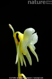 Attēlu rezultāti vaicājumam “Epipogium aphyllum”